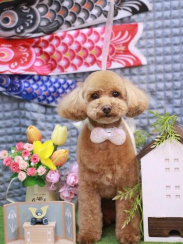 20230509めるちゃん